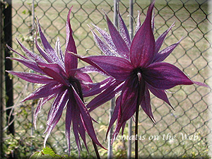 Clematis photograph