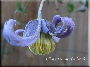 Clematis photograph