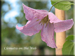 Clematis photograph