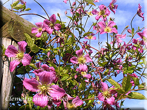 Clematis photograph