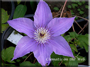 Clematis photograph