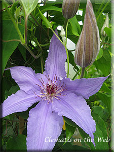 Clematis photograph