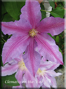 Clematis photograph