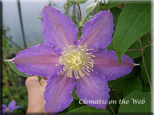 Clematis photograph