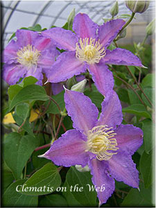 Clematis photograph