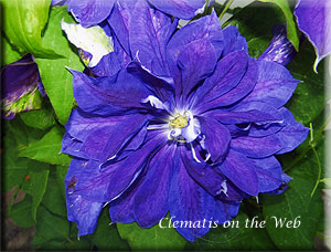 Clematis photograph