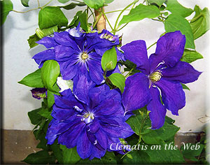 Clematis photograph