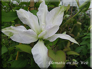 Clematis photograph