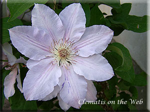 Clematis photograph