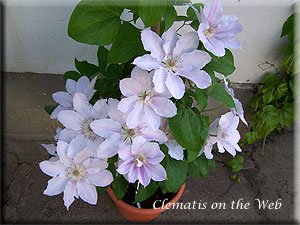 Clematis photograph