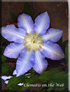 Clematis photograph