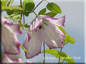 Clematis photograph