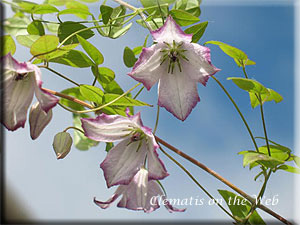 Clematis photograph