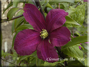 Clematis photograph