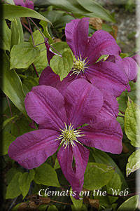 Clematis photograph