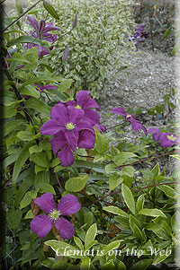 Clematis photograph