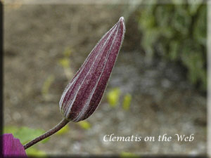 Clematis photograph