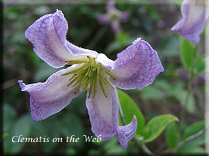 Clematis photograph