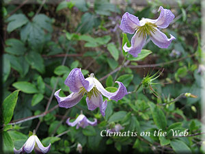 Clematis photograph