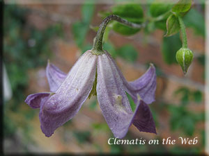 Clematis photograph