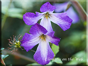 Clematis photograph