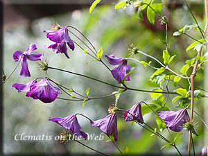 Clematis photograph