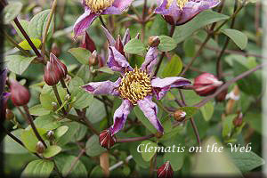 Clematis photograph