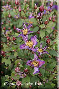 Clematis photograph