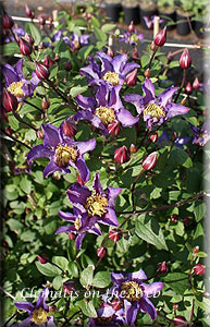 Clematis photograph