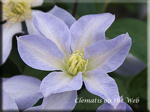 Clematis photograph