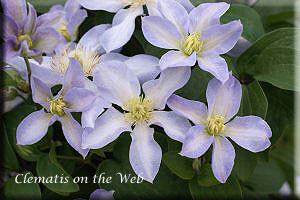 Clematis photograph