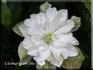 Clematis photograph