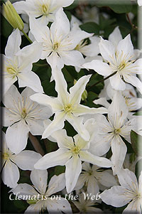 Clematis photograph