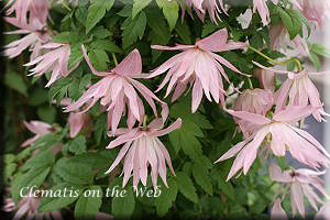 Clematis photograph