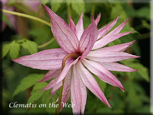 Clematis photograph