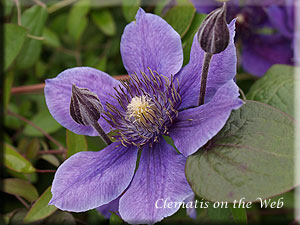 Clematis photograph