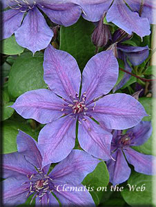 Clematis photograph