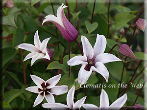 Clematis photograph