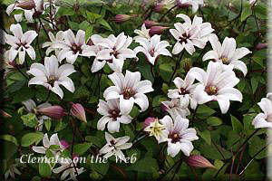 Clematis photograph