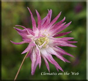 Clematis photograph