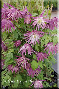 Clematis photograph