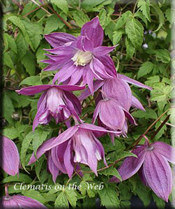 Clematis photograph