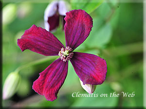 Clematis photograph