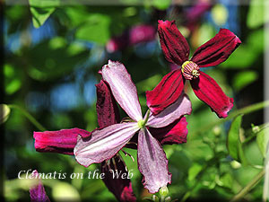 Clematis photograph