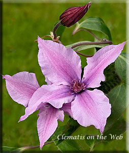 Clematis photograph