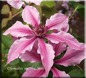 Clematis photograph