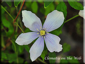 Clematis photograph