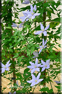 Clematis photograph