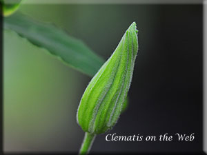 Clematis photograph