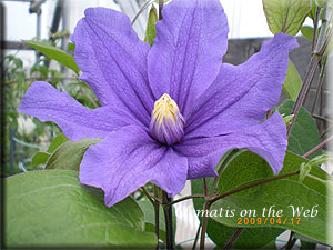 Clematis photograph